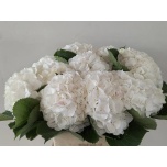 Hydrangea Hortensia Verena White 80cm*5