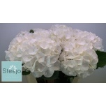 Hydrangea Hortensia Verena White 80cm*5