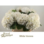 Hydrangea Hortensia Verena White 80cm*5