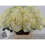 Hydrangea Hortensia Verena White 80cm*5