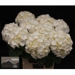Hydrangea Hortensia Verena White 80cm*5