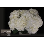 Hydrangea Hortensia Verena White 80cm*5