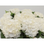 Hydrangea Hortensia Verena White 80cm*5