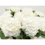 Hydrangea Hortensia White Verena 80cm*5