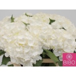 Hydrangea Hortensia Verena White 80cm*5