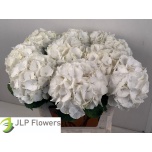 Hydrangea Hortensia Verena White 80cm*5