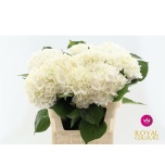 Hydrangea Hortensia Verena White 80cm*5