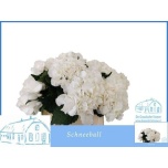 Hydrangea Hortensia Schneeball 40cm*5