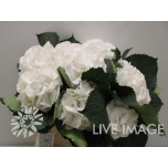 Hydrangea Hortensia Schneeball 40cm*5