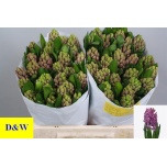 Hyacinthus Hüatsint Anna Liza