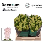 Hyacinthus Hüatsint China Pink