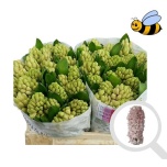 Hyacinthus Hüatsint China Pink