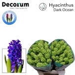 Hyacinthus Hüatsint Dark Ocean