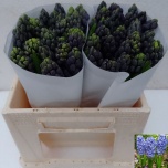 Hyacinthus Hüatsint Delft Blue