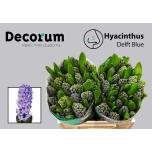 Hyacinthus Hüatsint Delft Blue