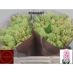 Hyacinthus Hüatsint Fondant