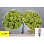 Hyacinthus Hüatsint Fondant