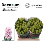 Hyacinthus Hüatsint Fondant