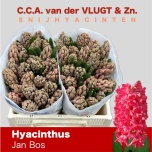 Hyacinthus Hüatsint Jan Bos