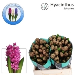 Hyacinthus Hüatsint Johanna