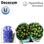 Hyacinthus Hüatsint Manhattan