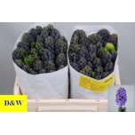 Hyacinthus Hüatsint Minos