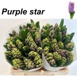 Hyacinthus Hüatsint Purple Star