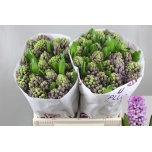 Hyacinthus Hüatsint Purple Star