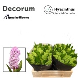 Hyacinthus Hüatsint Splend Cornelia