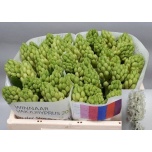 Hyacinthus Hüatsint White King