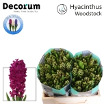 Hyacinthus Hüatsint Woodstock