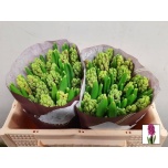 Hyacinthus Hüatsint Woodstock