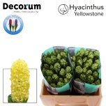 Hyacinthus Hüatsint Yellowstone