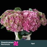 Hydrangea Hortensia Mag Opal 65cm