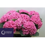 Hydrangea Hortensia Mag Opal 70cm*5