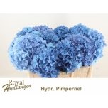 Hydrangea Hortensia Pimpernel 50cm