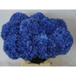 Hydrangea Hortensia Pimpernel 60cm*5