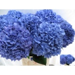 Hydrangea Hortensia Pimpernel 75cm*5