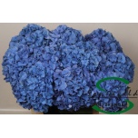 Hydrangea Hortensia Pimpernel 75cm*5