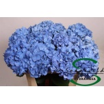 Hydrangea Hortensia Pimpernel 75cm*5