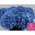 Hydrangea Hortensia Pimpernel 80cm*5