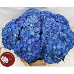 Hydrangea Hortensia Pimpernel 80cm*5