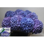Hydrangea Hortensia Pimpernel 80cm*5