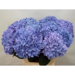 Hydrangea Hortensia Pimpernel 80cm*5