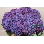 Hydrangea Hortensia Rodeo Paars 75cm*5