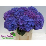 Hydrangea Hortensia Rodeo Paars 80cm*5