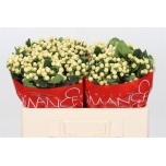 Hypericum Naistepuna Cool Romance 50cm