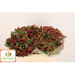 Hypericum Naistepuna Mag Cherry 50cm