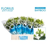Hypericum Naistepuna Coco Bamboo 60cm