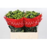 Hypericum Naistepuna Lucky Romance 60cm
